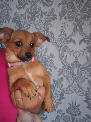 Chihuahua x pomeranian