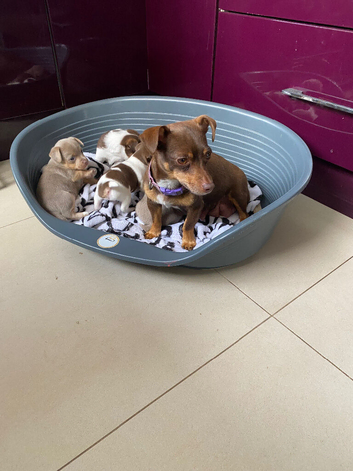 Gorgeous Miniature Jack Russell Puppies For Sale
