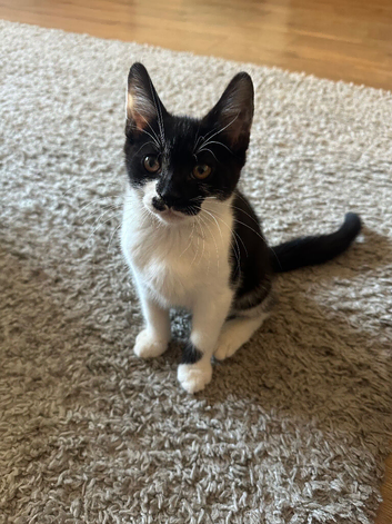 Beautiful kitten boy