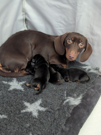 3 beautiful miniature daschunds