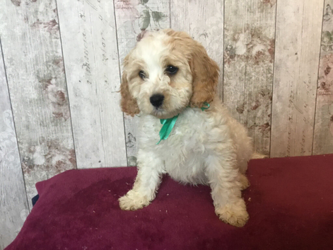 Adorable Fluff Ball Cockalierpoo pups