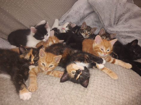 Gorgeous tabby, ginger, tortoiseshell kittens