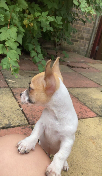 I have a 2 month old chihuahua X puppy for rehoming