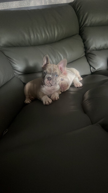 Frenchie pups