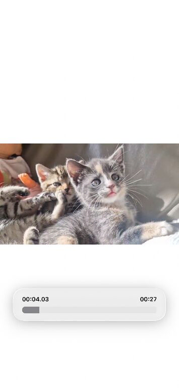 Female grey kitten