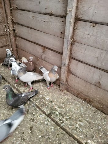 Valencian figurita pigeons