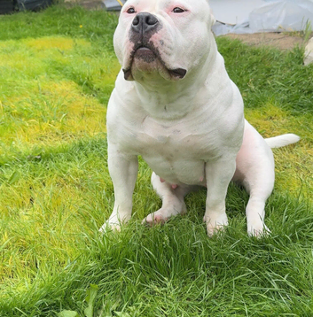 American bully