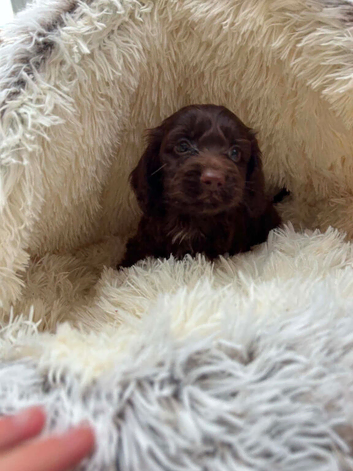 Cockapoo Puppies