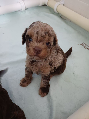 Toy poodle puppies 2 boys NOT KC