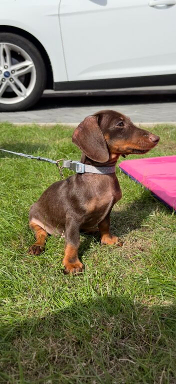 10 week old mini dach boy