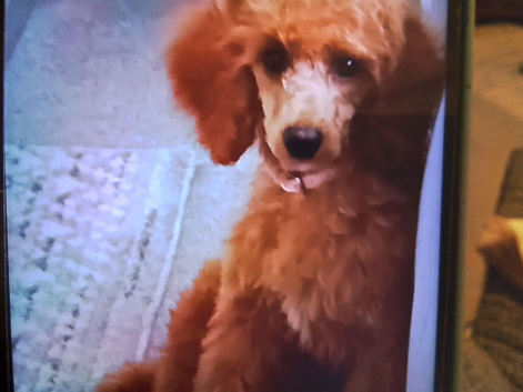 Kc registered miniature poodle, female,5mnths 2weeks old, needs caring,loving home,due to health reasons.