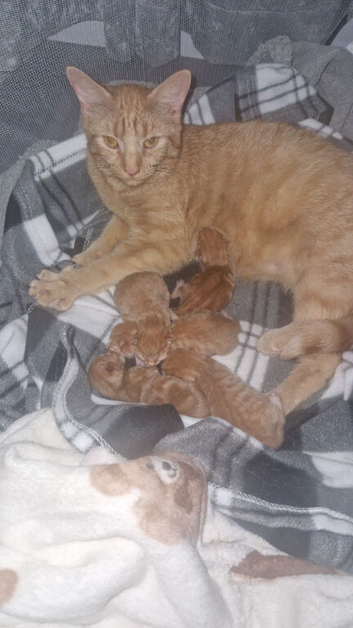 Mainecoon x kittens