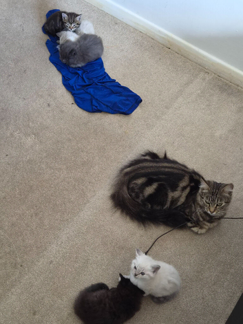5 beautiful kittens
