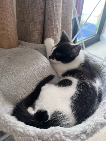 Kittens for sale