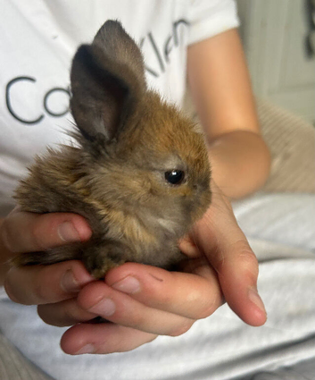 Beautiful pure mini lop and mini rex X mini lop babies