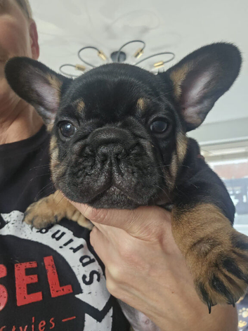 French bulldog s black tan and blue lilac