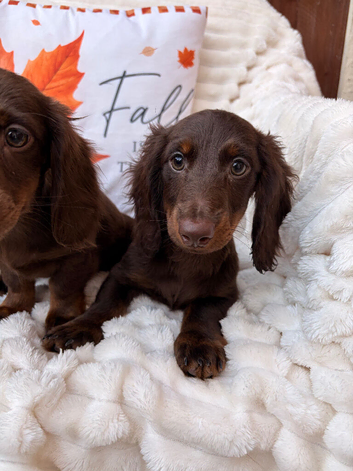Miniature Long-Haired Dachshund Puppies