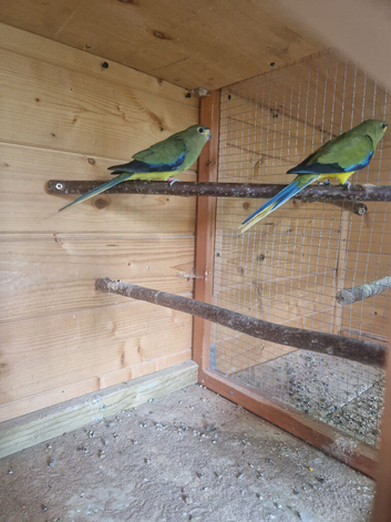 Elegant Grass Parakeets