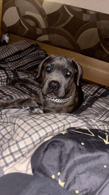 Cane corso puppy 10 months old