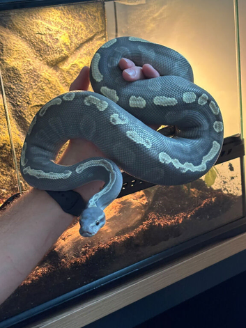 3 year old male ball python with set up