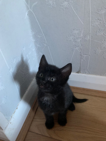 Adorable 9 week old kittens ready for new home
