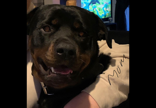 Rottweiler puppy