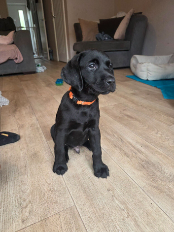 Ready to leave beautiful labrador puppies