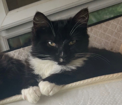 Black white semi longhair female cat