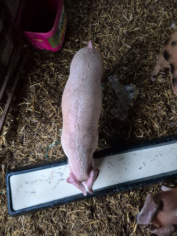 4 Gilt Weaners for sale