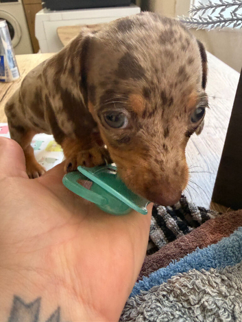 9 week old dapple girl.