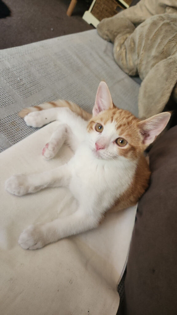 5 month old kitten for rehoming