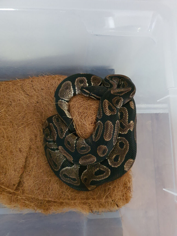 Ball python