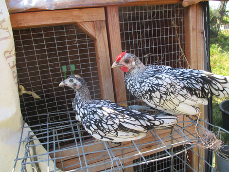 silver sebright bantams