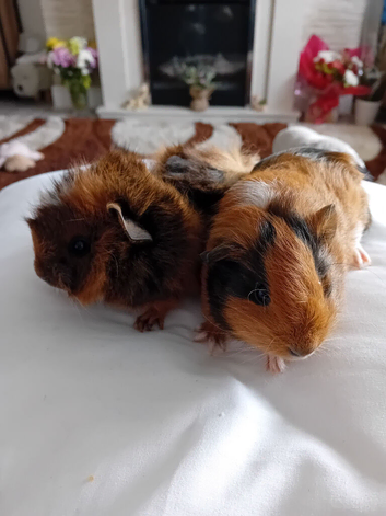 Guinea pigs