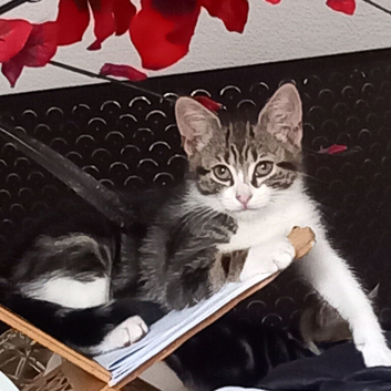2 little kitten