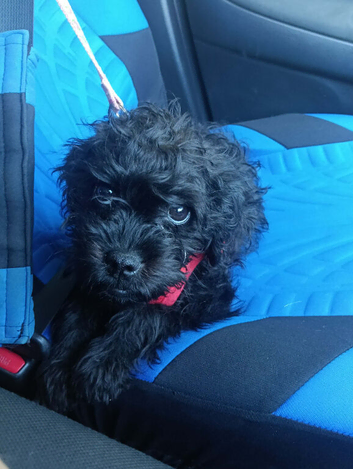 Pugapoo female pup available now!