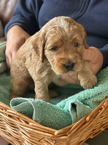 Health Tested Cockapoo