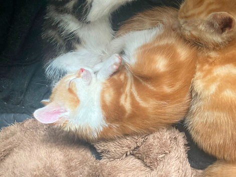 Gorgeous Kittens for sale