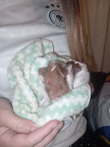 Baby guinea pig for sale