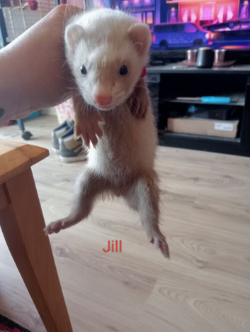 Baby ferrets