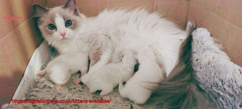 SUPER CUTE GCCF BLUE BI COLOUR RAGDOLL KITTENS.