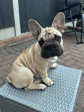 Beautiful KC Registered French Bulldog Boy and Girl  &ndash; Ready for His Forever Home