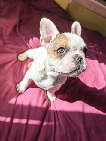 Beautiful puppy available