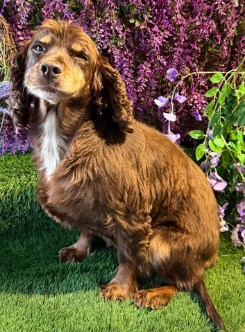 Adult cocker spaniel lady retired and neutered