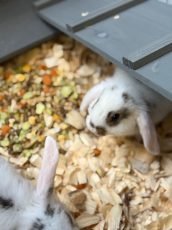 Mini lops