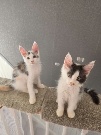 TICA REGISTERED STUNNING KITTENS