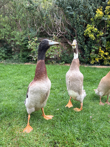 2 beautiful drakes for sale