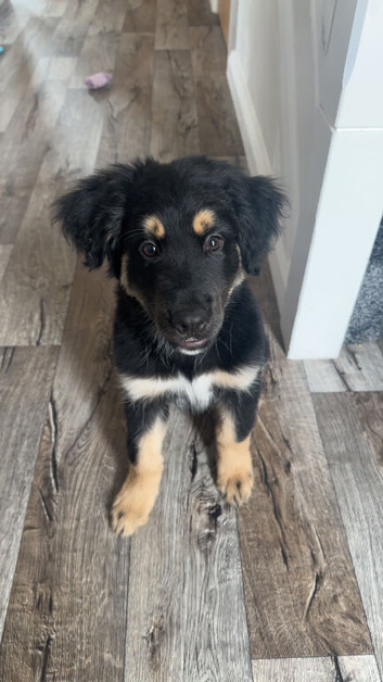 Husky Lab Male Puppy
