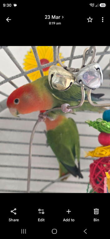 Pair love birds with cage