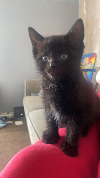 4 female kittens